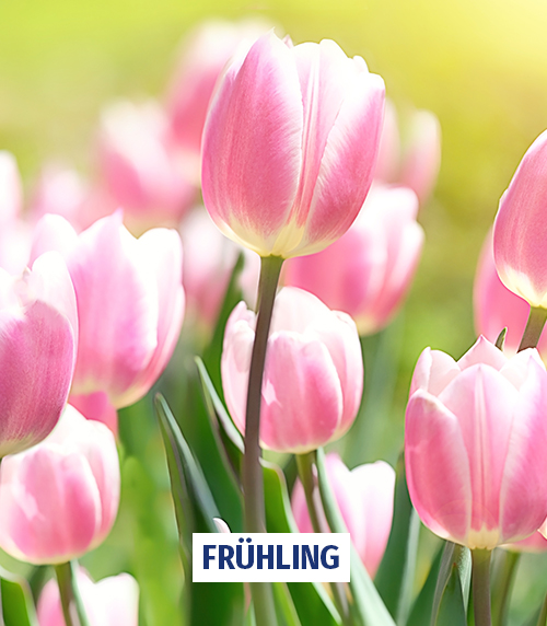 Frühling 2024