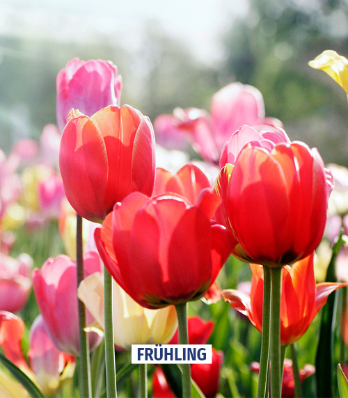 Frühling 2023